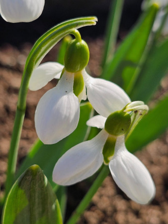 Galanthus elwesii ´BELUGA´